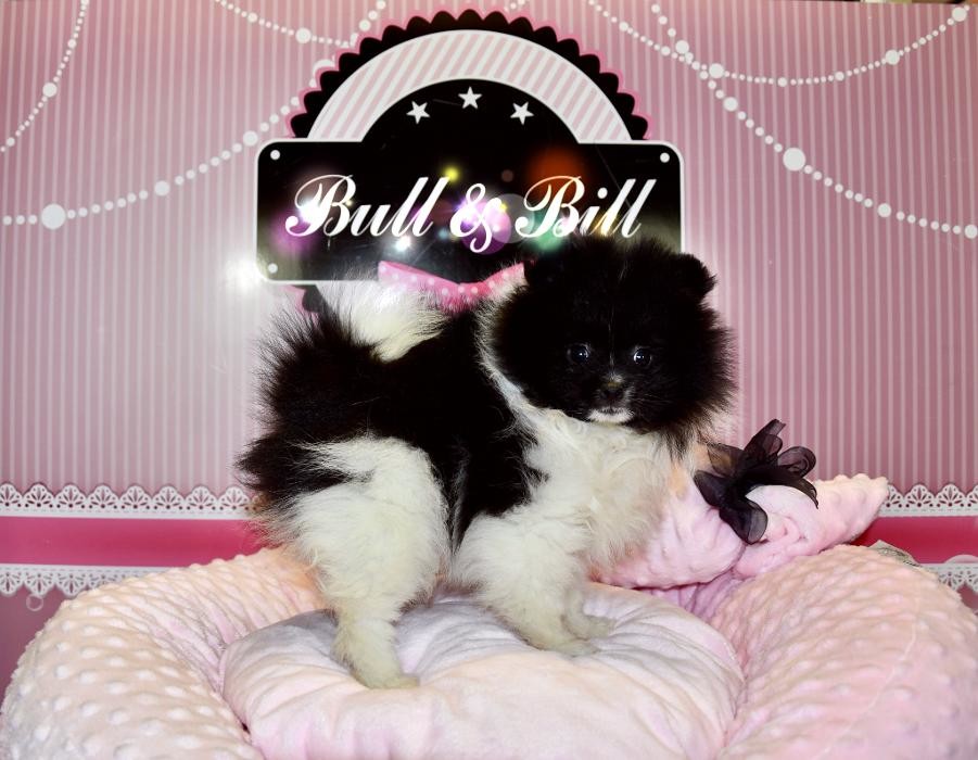 Images Animalerie Bull et Bill