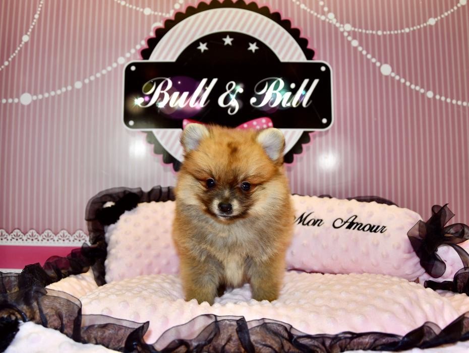 Images Animalerie Bull et Bill