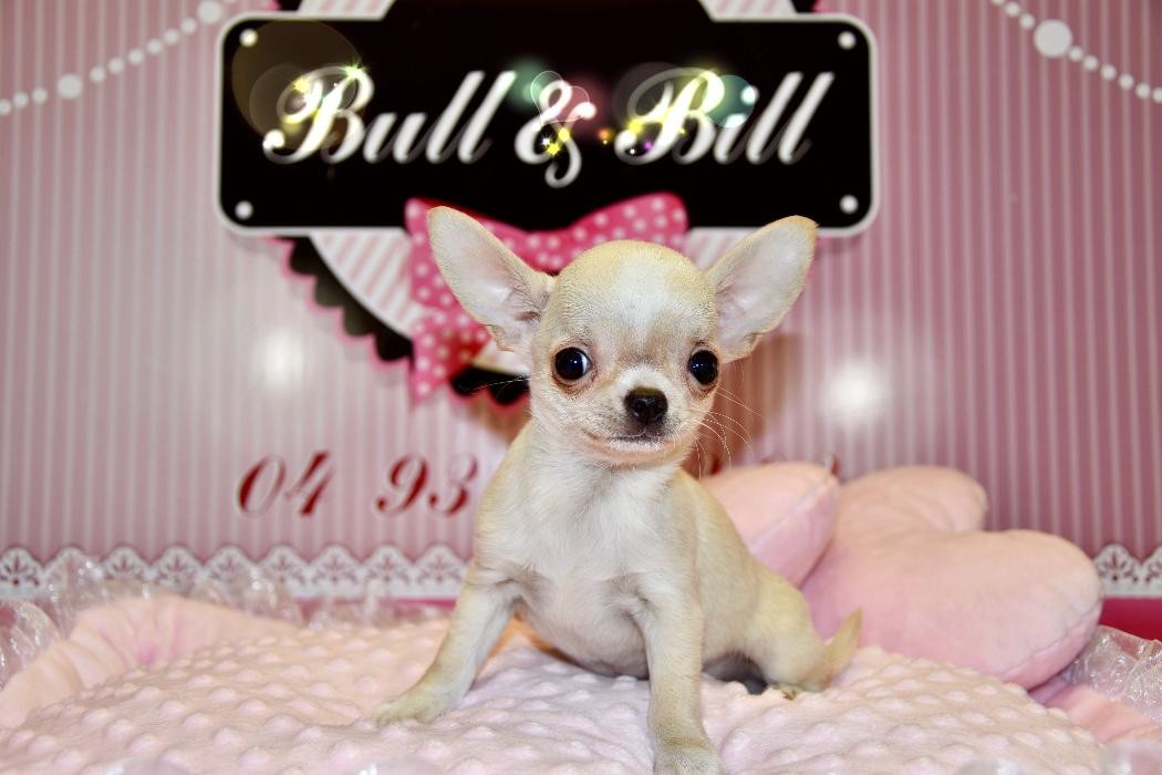 Images Animalerie Bull et Bill