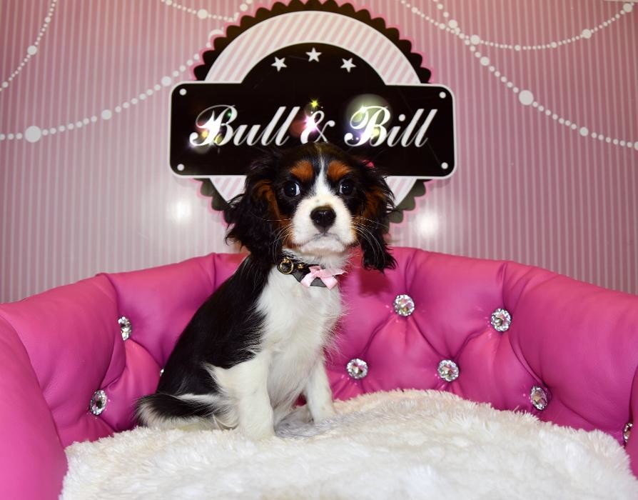 Images Animalerie Bull et Bill