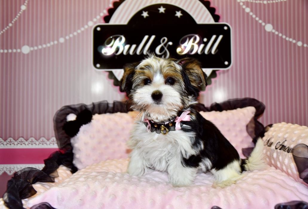Images Animalerie Bull et Bill