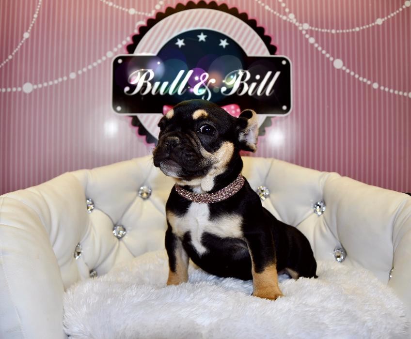 Images Animalerie Bull et Bill