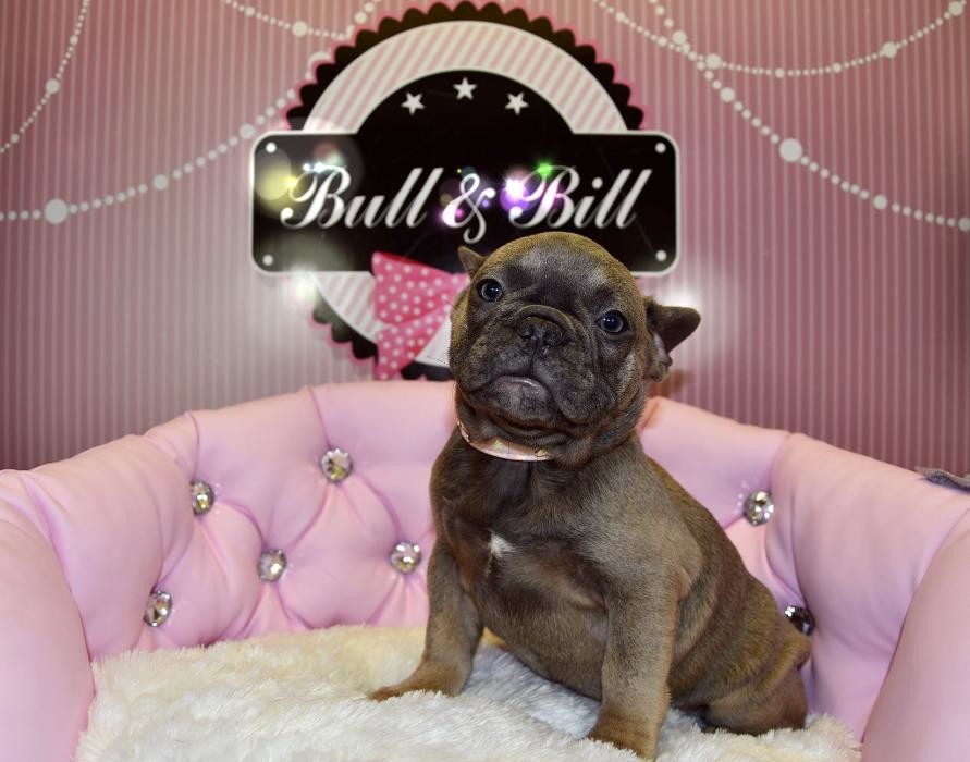 Images Animalerie Bull et Bill