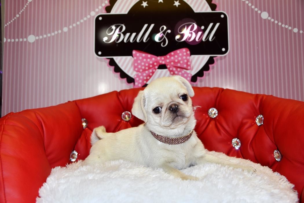 Images Animalerie Bull et Bill
