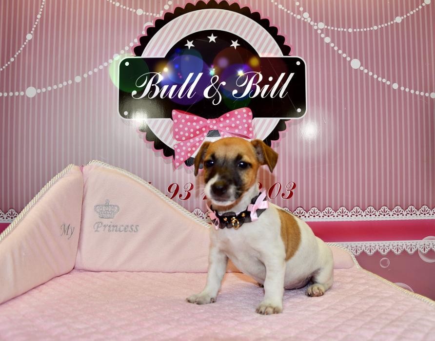 Images Animalerie Bull et Bill