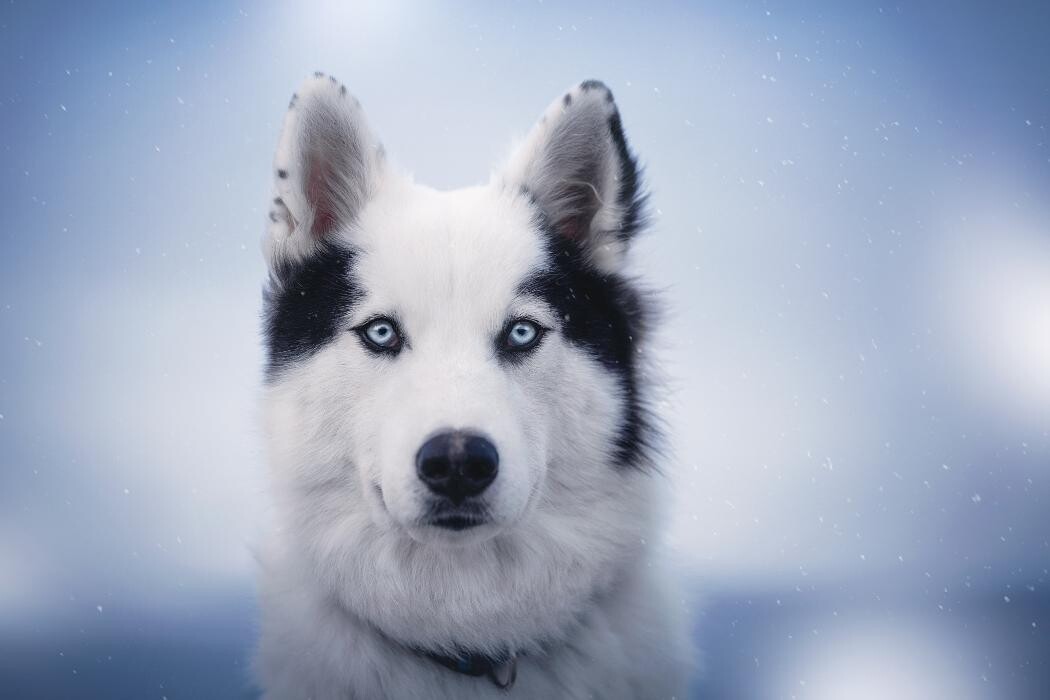 Images Winter Never Dies