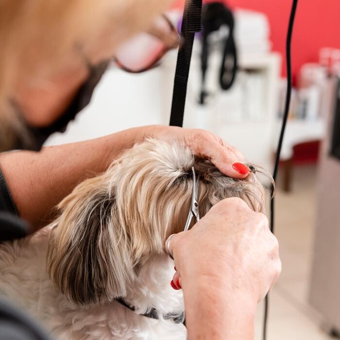Images Tom&Co Saint Gregoire - Animalerie - Dog Wash