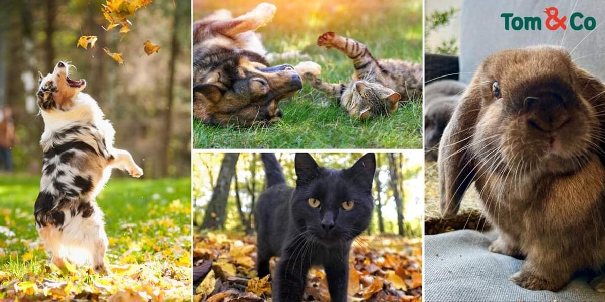 Images Tom&Co Hautmont - Louvroil