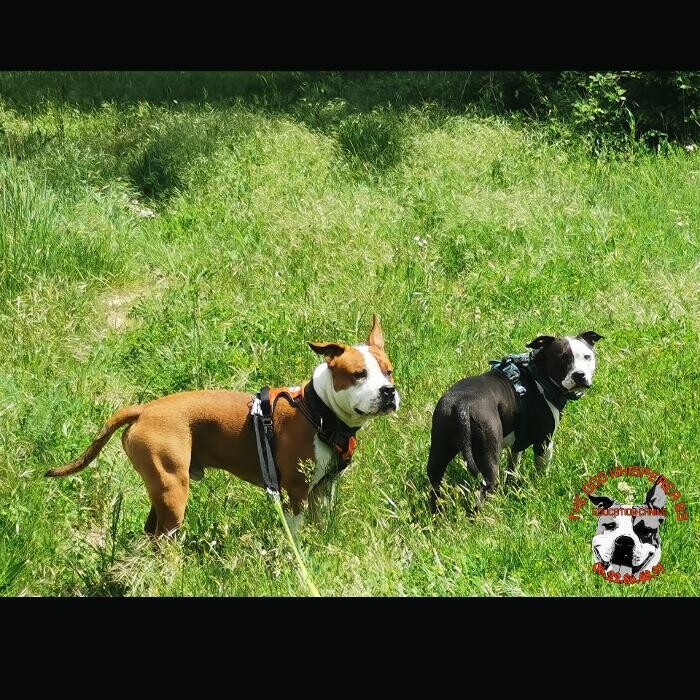 Images Éducateur Canin Comportementaliste Toulon - The Dog Whisperer 83