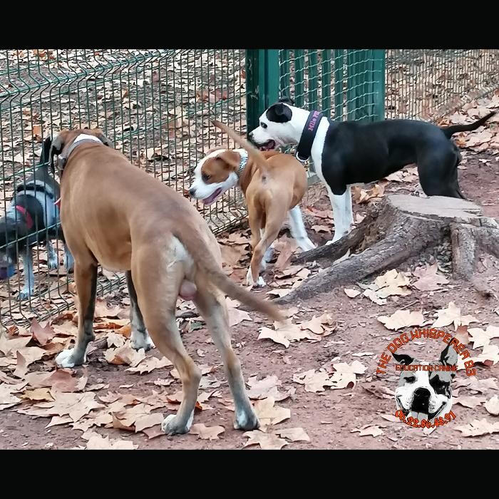 Images Éducateur Canin Comportementaliste Toulon - The Dog Whisperer 83