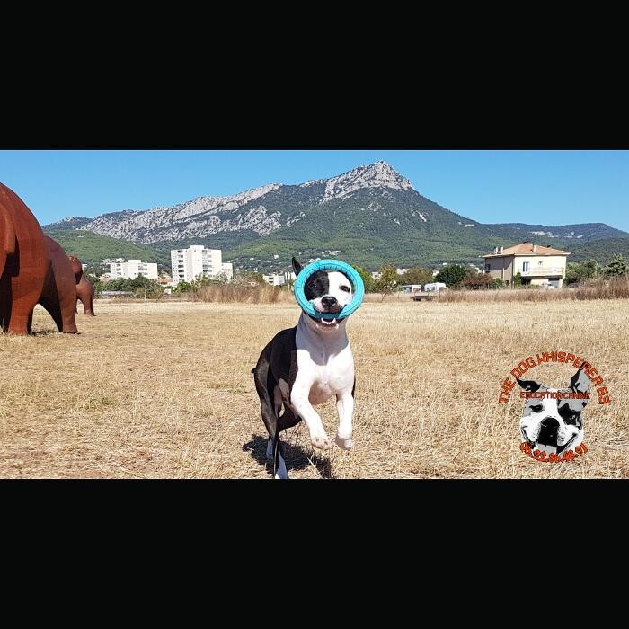 Images Éducateur Canin Comportementaliste Toulon - The Dog Whisperer 83