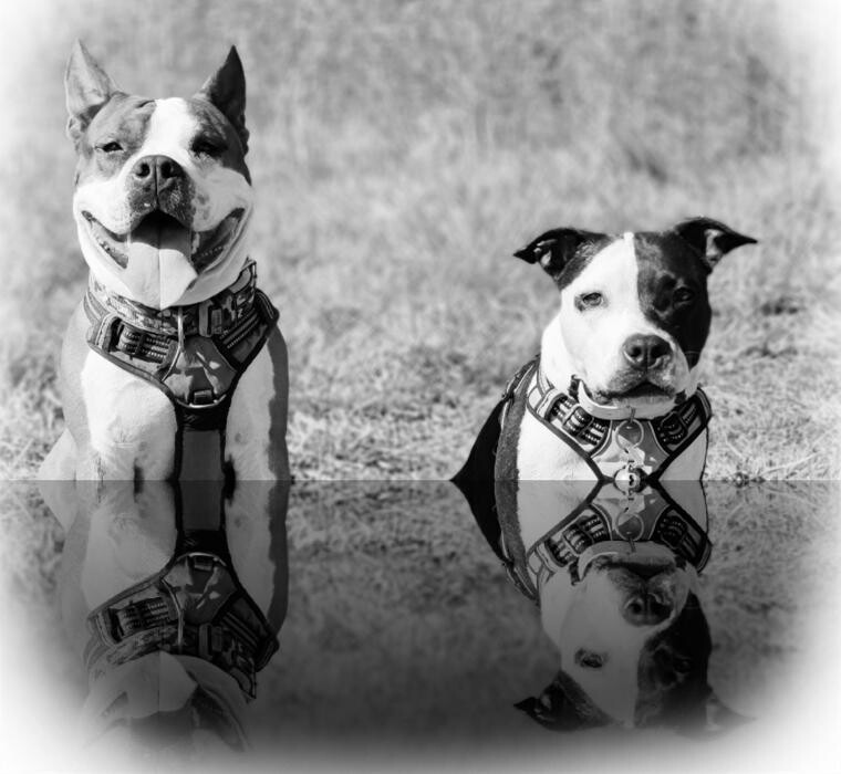 Images Éducateur Canin Comportementaliste Toulon - The Dog Whisperer 83