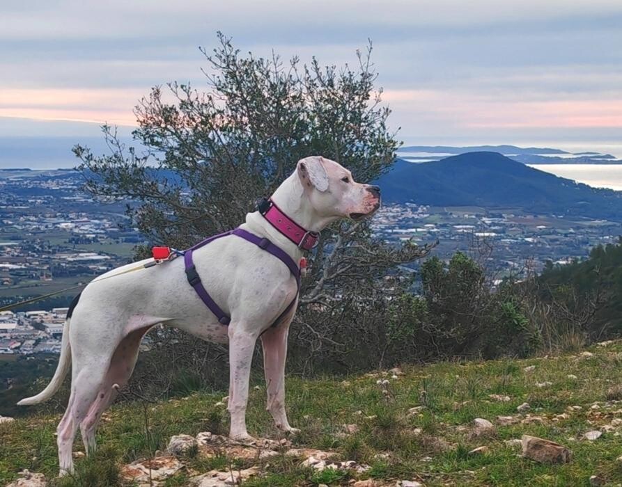 Images Éducateur Canin Comportementaliste Toulon - The Dog Whisperer 83