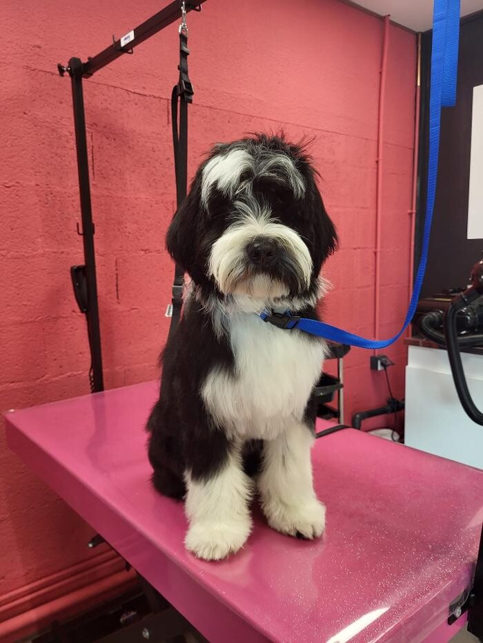 Images Tom&Co Chinon - Animalerie - Dog Wash