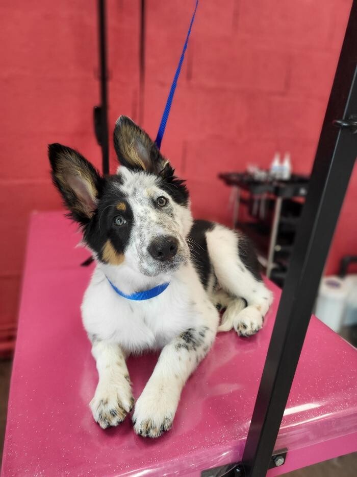 Images Tom&Co Chinon - Animalerie - Dog Wash