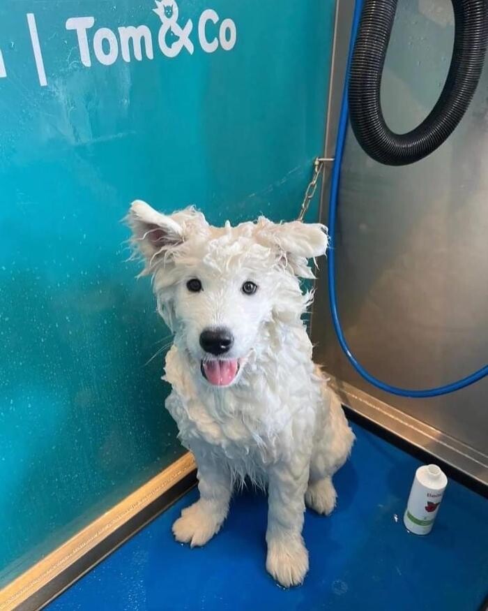 Images Tom&Co Chinon - Animalerie - Dog Wash