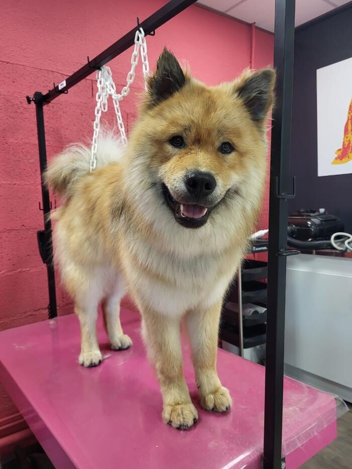 Images Tom&Co Chinon - Animalerie - Dog Wash