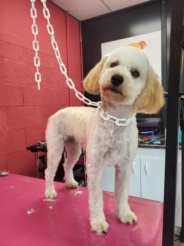 Images Tom&Co Chinon - Animalerie - Dog Wash
