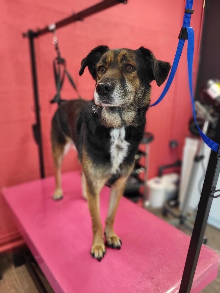 Images Tom&Co Chinon - Animalerie - Dog Wash