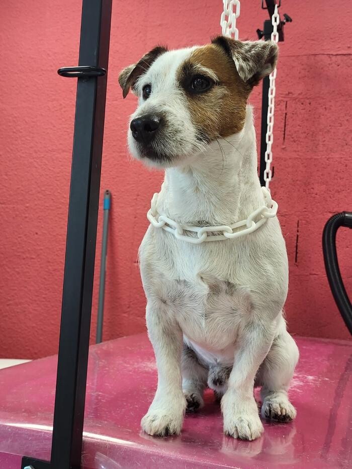 Images Tom&Co Chinon - Animalerie - Dog Wash
