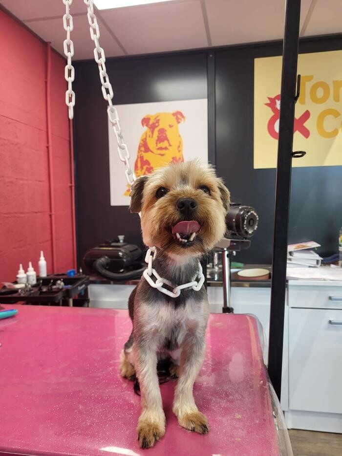 Images Tom&Co Chinon - Animalerie - Dog Wash
