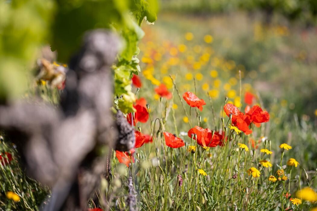 Images Chateau des Marres
