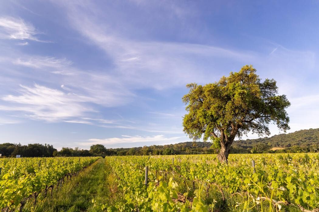 Images Chateau des Marres