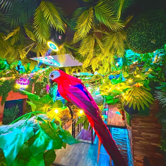 Images Jungle Dreams Bar