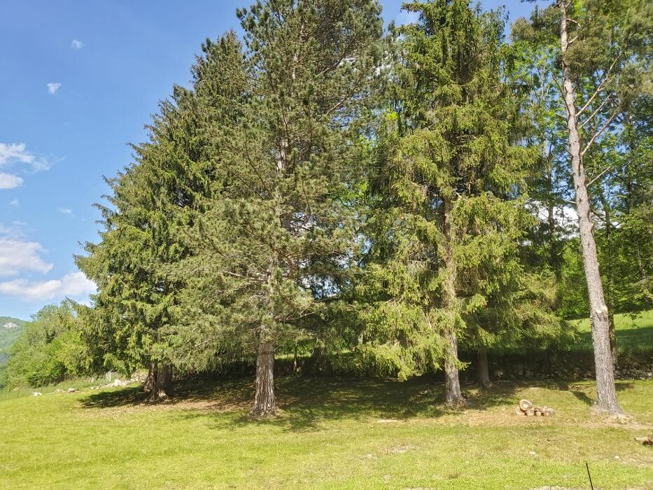 Images Le Cerf et la Biche