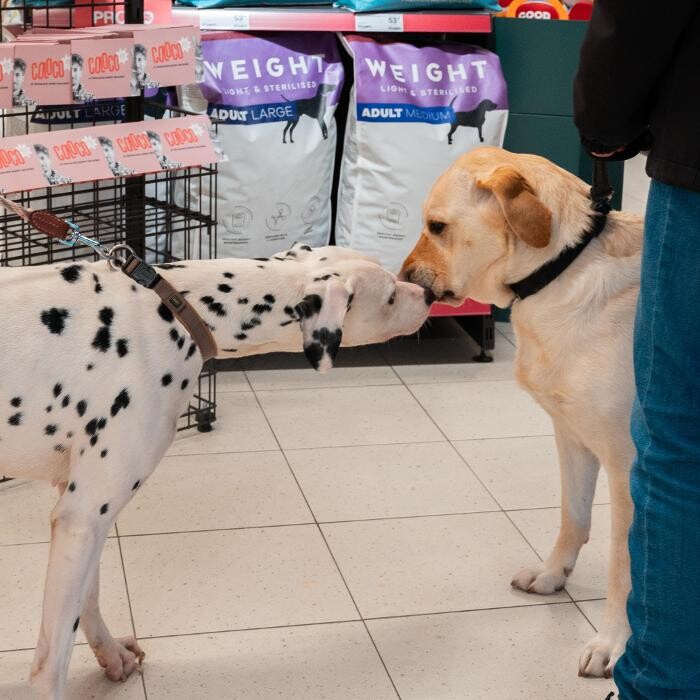 Images Tom&Co Brest - Animalerie - Dog Wash