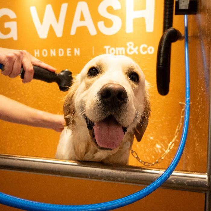 Images Tom&Co Brest - Animalerie - Dog Wash