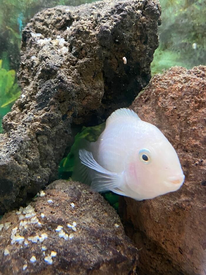 Images Aquariopassion