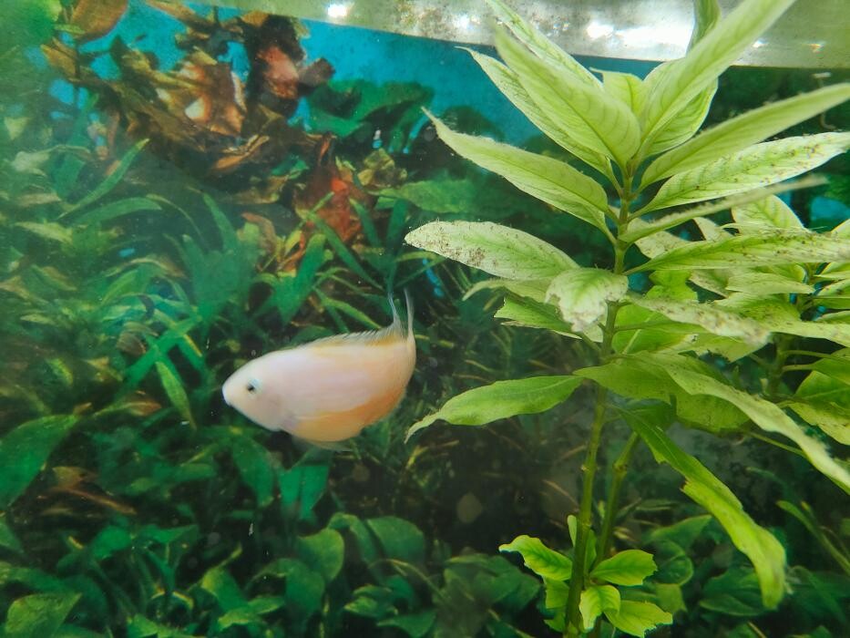 Images Aquariopassion