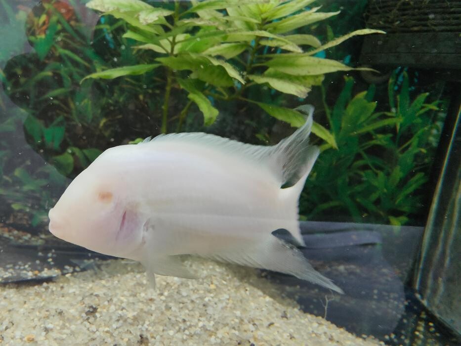 Images Aquariopassion