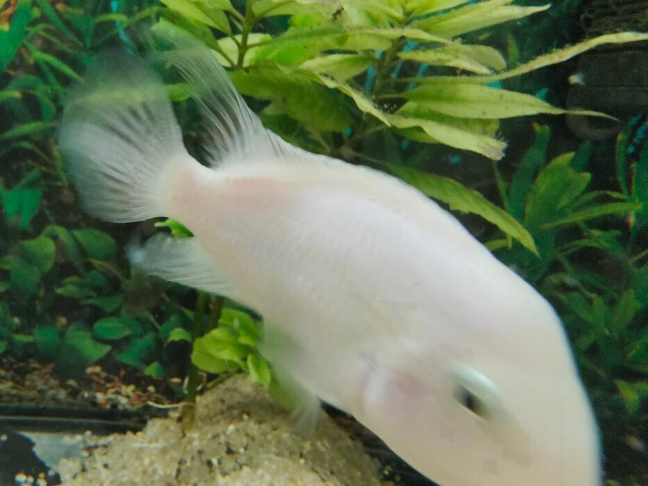 Images Aquariopassion