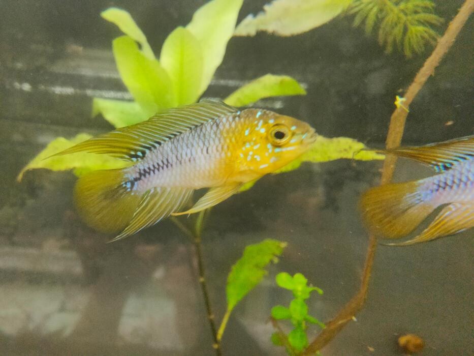 Images Aquariopassion