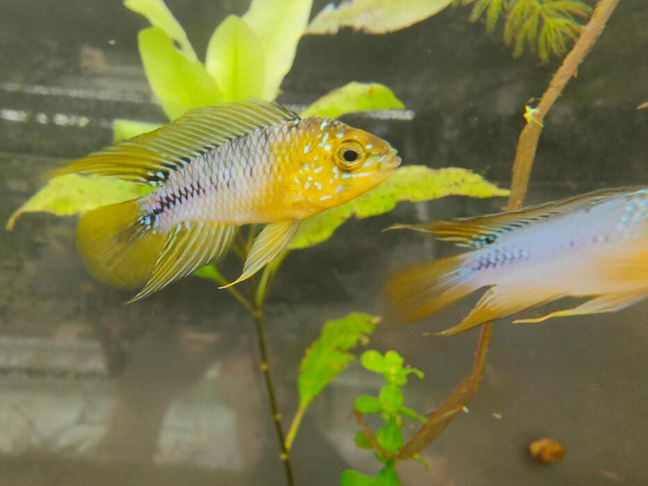 Images Aquariopassion