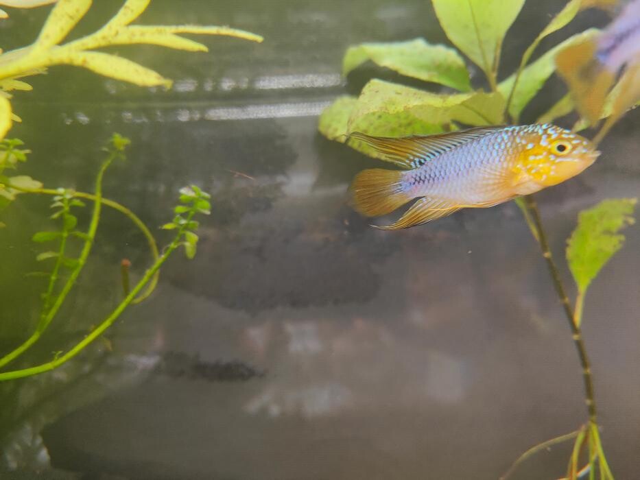 Images Aquariopassion