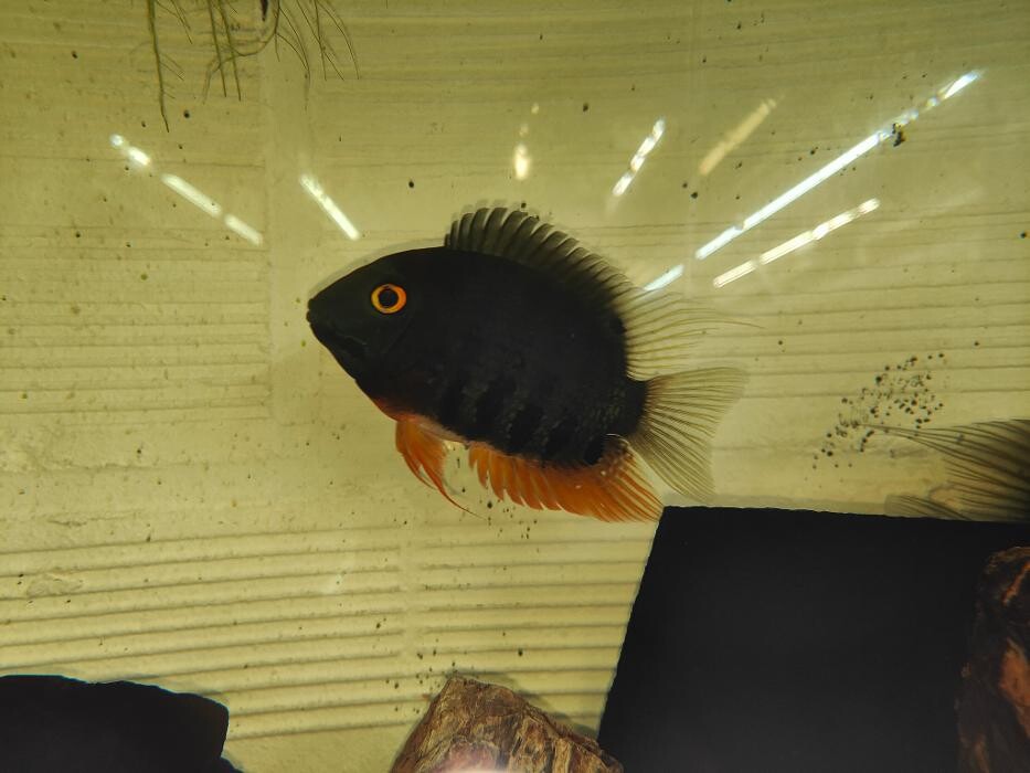 Images Aquariopassion