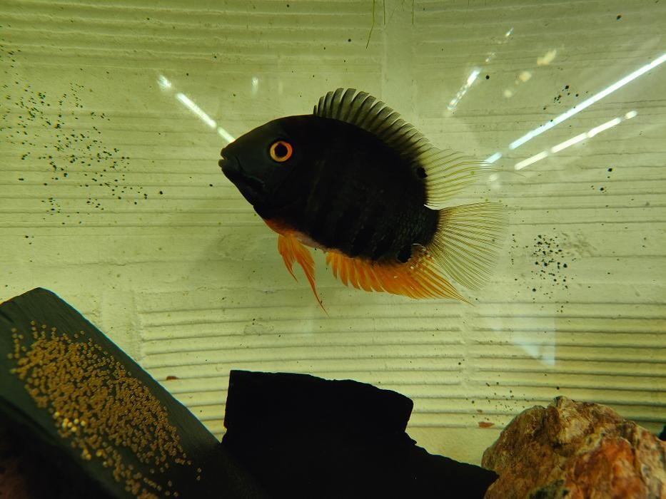 Images Aquariopassion