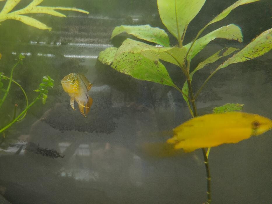 Images Aquariopassion