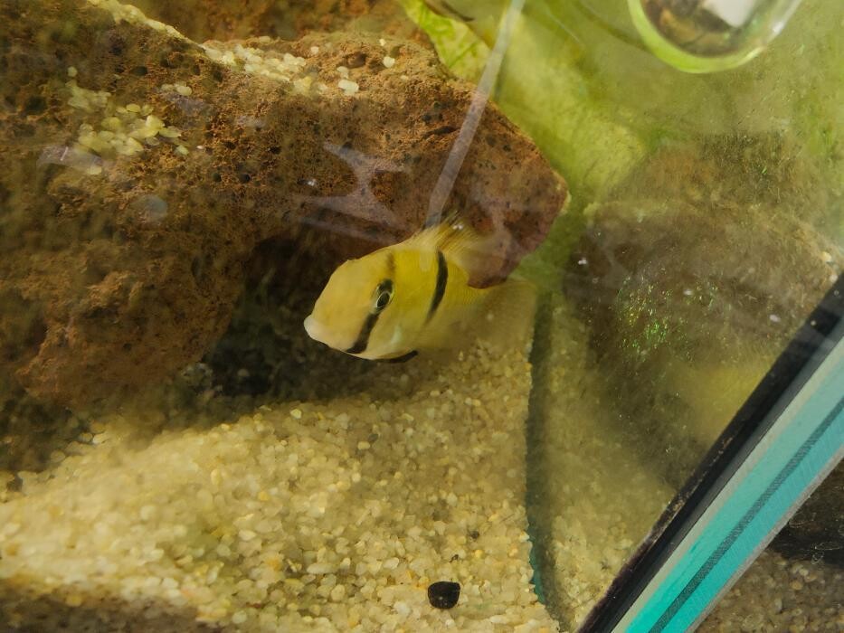 Images Aquariopassion