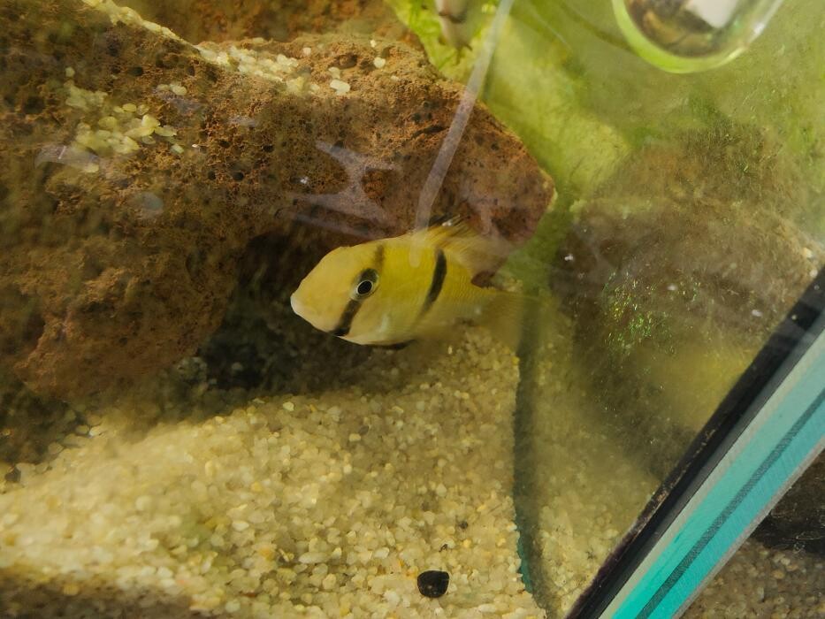 Images Aquariopassion