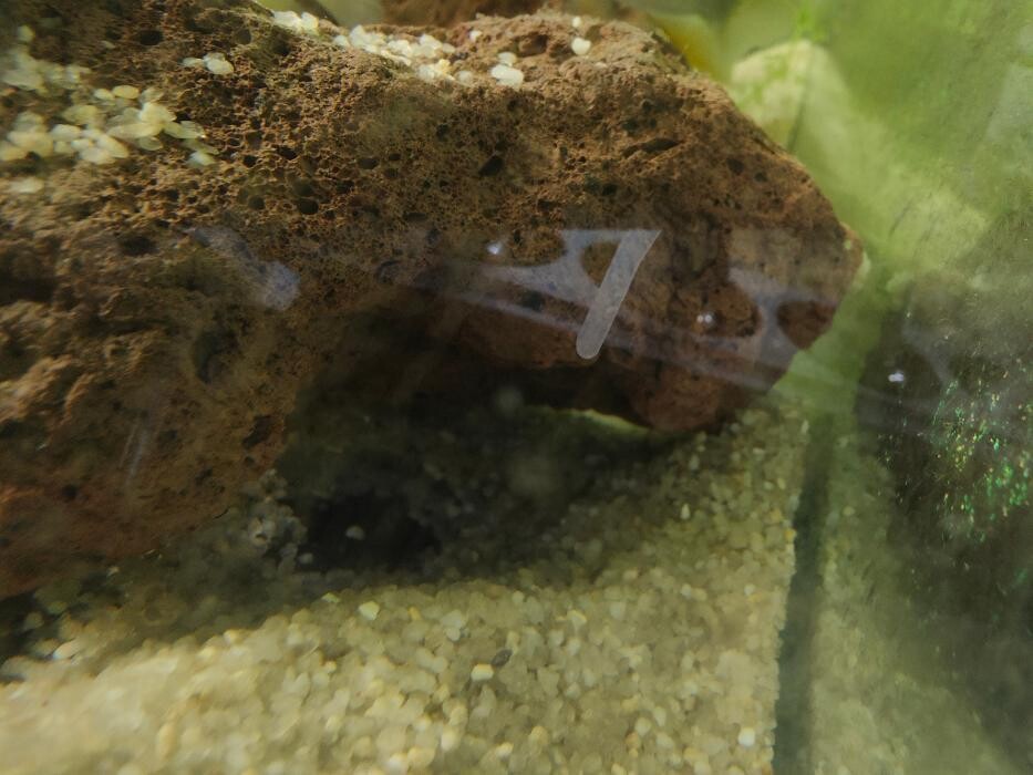 Images Aquariopassion