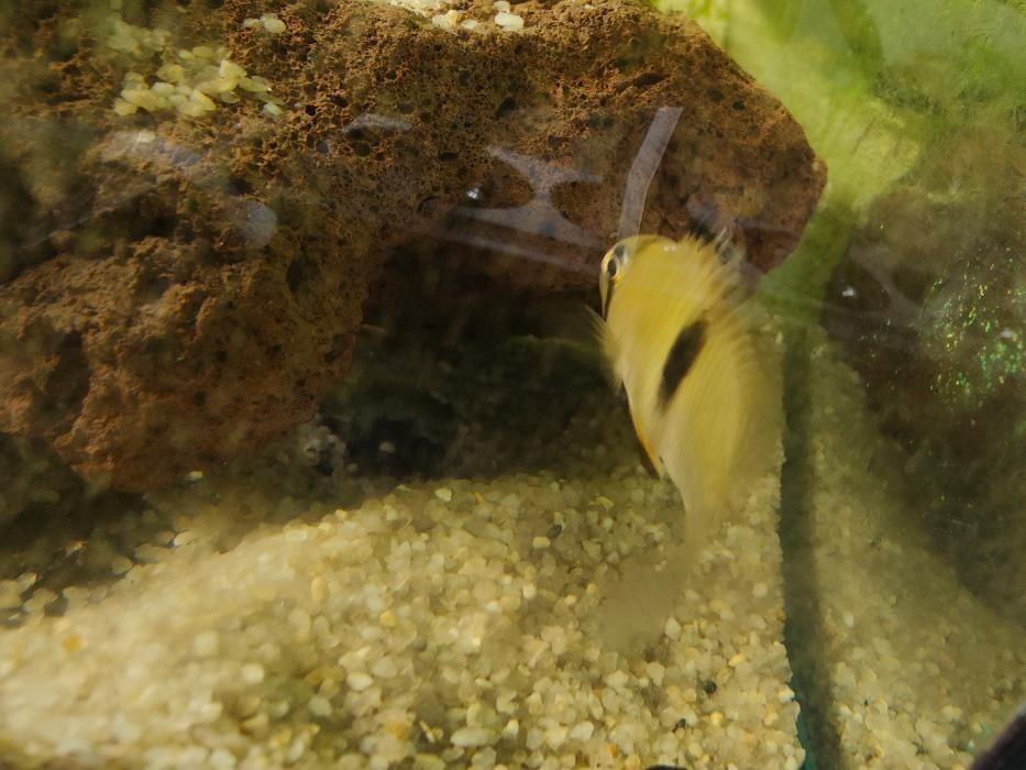 Images Aquariopassion