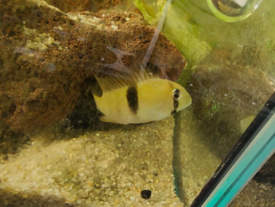 Images Aquariopassion