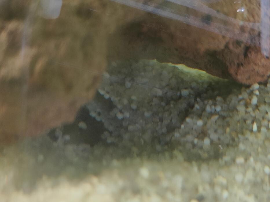 Images Aquariopassion