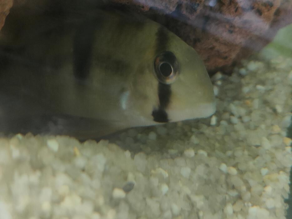 Images Aquariopassion