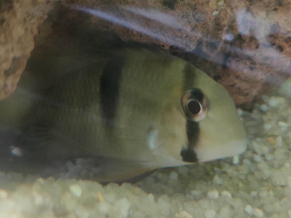 Images Aquariopassion