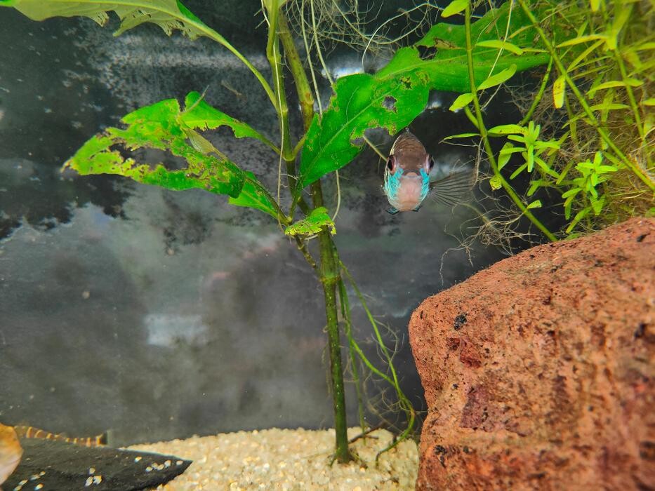 Images Aquariopassion